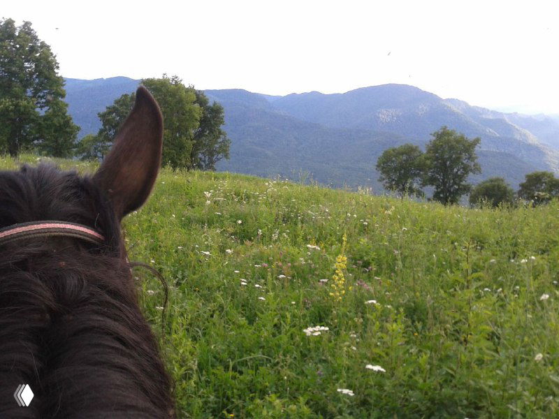Вид с лошади на цветущий травянистый склон и далёкие горы: передний план с луговой растительностью, ощущение верховой прогулки по окрестностям клуба.