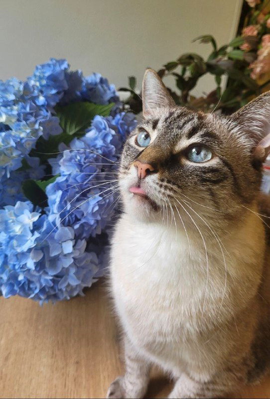 Нужен ренал‑корм без злаков и растительного белка