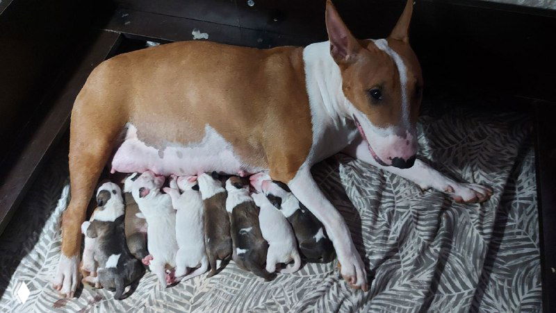 Берт стал отцом — 8 щенков