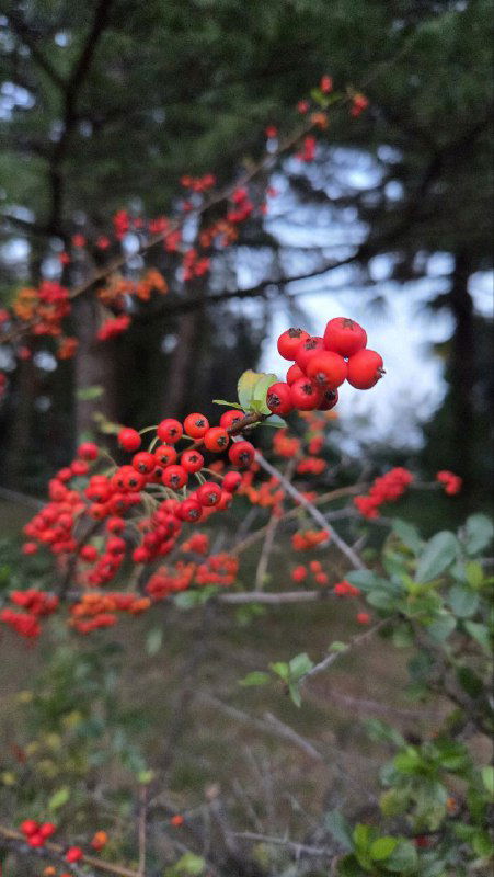 Крупный план ярких красных ягод на ветке в осеннем парке Сочи: сочный цвет плодов на фоне размытых хвойных деревьев и прохладного неба.