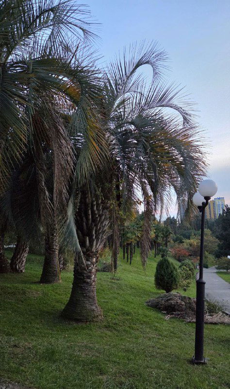 Пальмы и освещённая аллея в городском парке Сочи: субтропические деревья у газона и фонарный столб на фоне тихого ноябрьского неба.