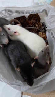 Несколько домашних крыс белого и серого окрасов, свернувшихся в плотную группу внутри пластикового пакета рядом со шишками кипариса и гималайского кедра, вид сверху, бытовая сцена