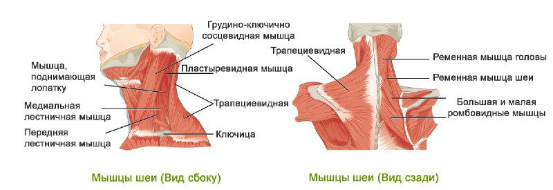 Мышца, которая «съедает» шею и «крадет» красоту