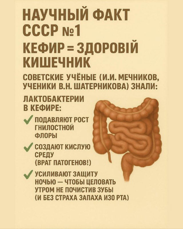 Инфографика в ретро‑стиле: изображение кишечника и подписи о лактобактериях в кефире, их роли в формировании здоровой микрофлоры и защите организма.