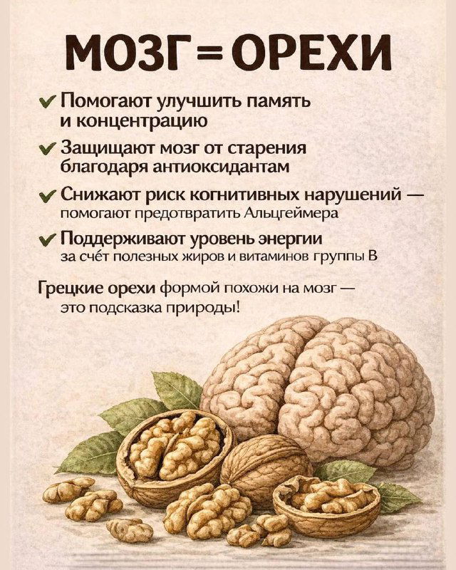 Инфографика с грецкими орехами и рисунком мозга, объясняющая вклад орехов в память, концентрацию и защиту от возрастных изменений благодаря полезным жирам.