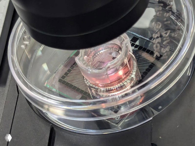 Петри-чаша или прозрачная камера над микрочипом с клеточной средой — демонстрация области, где размещаются культуры и взаимодействуют с электроникой.