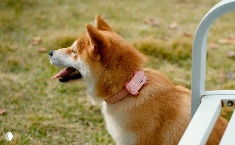 Собака на улице с розовым ошейником и прикреплённым модулем PetPhone — устройство на шее, вид в профиль на фоне травы.
