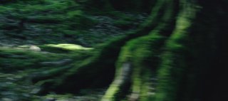 Панорамный кадр с зелёными корнями и мхом на тёмном фоне — возможно часть видеоряда или визуализация природной эстетики в презентации.
