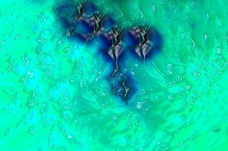 Ученые открыли новый цвет «оло»