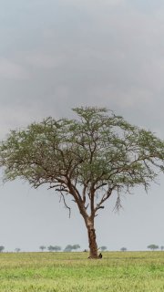 Фотография одинокого дерева на равнине под пасмурным небом: пейзаж с травой и редкими деревьями на горизонте, нейтральная иллюстрация.