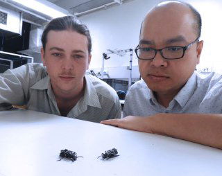 Два исследователя в лаборатории наблюдают за миниатюрными кибер-жуками, размещёнными на столе в ходе эксперимента.