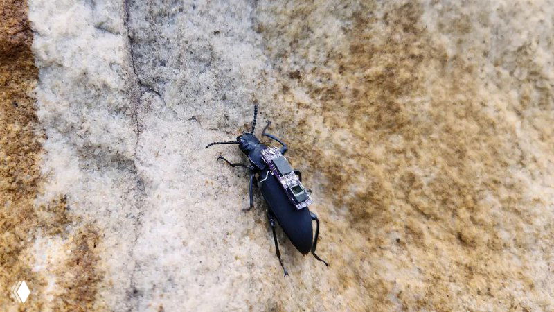 Кибер-жук с прикреплённым модулем ползёт по неровной поверхности, демонстрируя способность пролезать в узкие трещины.