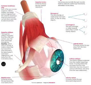Детализированная 3D-иллюстрация глаза в разрезе: глазные мышцы, сухожилия и анатомические подписи для наглядного объяснения функций.
