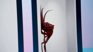 Демонстрация на дисплее Looking Glass: объёмное 3D-изображение (фигура, похожая на морское существо) в инсталляционной сцене.