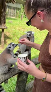 Близкий кадр: автор кормит маленьких лемуров из стаканчика; любопытные лемуры тянутся к руке, видно ограждение и зелень вокруг.