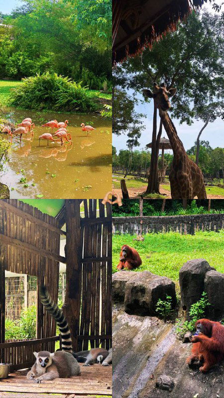 Кадр-коллаж с разными уголками сафари: фламинго в пруду, жираф, обезьяны и ограждения — разные сцены прогулки и наблюдений.