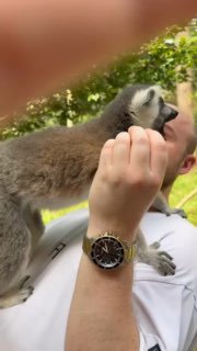 Крупный план: лемур забирается на человека и берёт еду с рук; видно лицо посетителя, часы на запястье и зелёный фон.