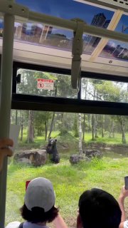 Кадр из салона автобуса сафари: медведь в огороженной зоне наблюдает за посетителями, люди смотрят через стекло, зелёная территория.