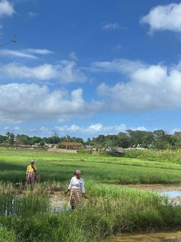 Поля и жители, работающие в рисовых террасах: женщины в полях собирают урожай на фоне небосвода и сельского ландшафта фермы