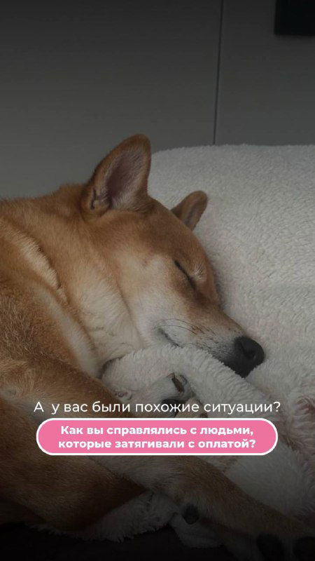 Спящая собака на диване в домашней обстановке — тёплый завершающий кадр карусели, придающий истории личный тон и лёгкость.