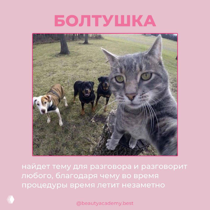 Кошачье селфи на природе вместе с собаками — карточка «БОЛТУШКА», образ мастера, который заводит разговор и создает непринужденную атмосферу во время процедуры.