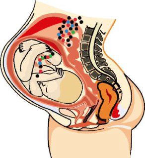 Чужие клетки внутри нас