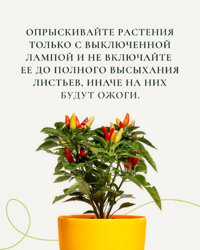 Слайд с предупреждением: опрыскивать растения только с выключенной лампой и не включать её до полного высыхания листьев, фото зелёного растения в горшке.