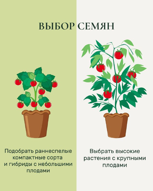 Карточка «Выбор семян»: две иллюстрации горшков с растениями, советы по выбору раннеспелых компактных сортов и высоких растений с крупными плодами.