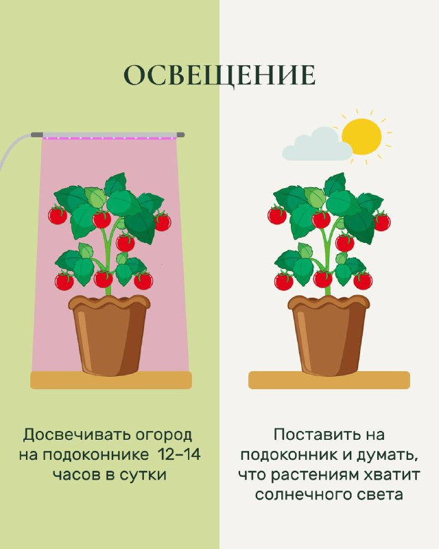 Карточка «Освещение»: две иллюстрации горшка у окна с дополнительной подсветкой и справа без дополнительного света; рекомендации по досвечиванию 12–14 часов.