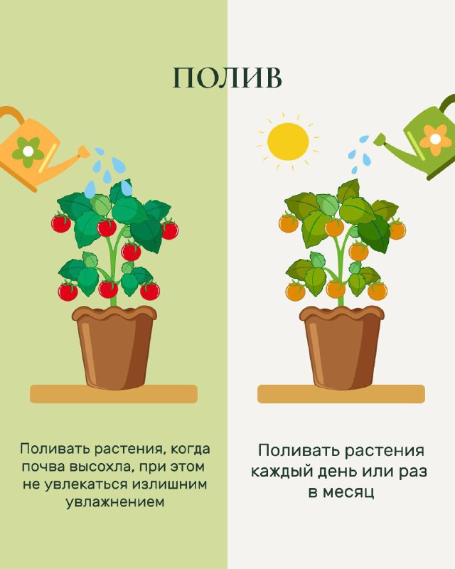 Карточка «Полив»: сравнение правильного полива и переизбытка влаги; рекомендация поливать при подсыхании почвы, не увлекаясь излишним увлажнением.