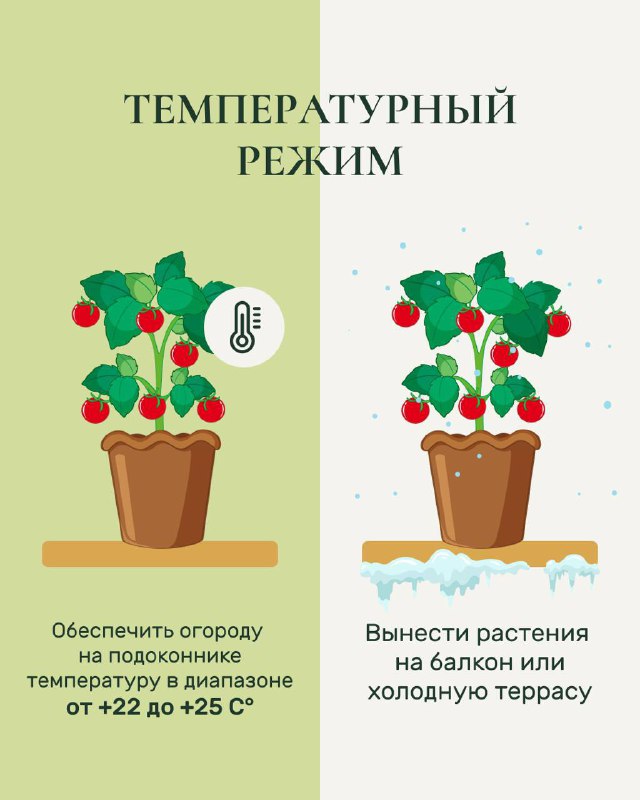 Карточка «Температурный режим»: иллюстрация горшка в комфортных условиях и перенос на холодную террасу, рекомендации по диапазону +22 до +25 °C для подоконника.