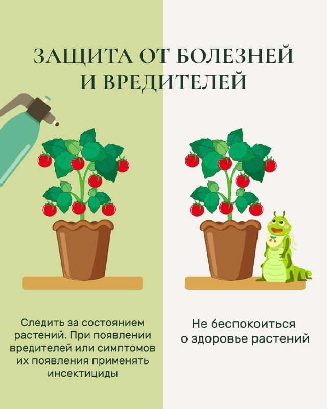 Карточка «Защита от болезней и вредителей»: иллюстрации здорого и повреждённого растения, совет следить за состоянием и при необходимости применять инсектициды.