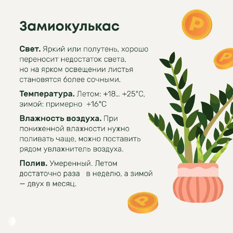 Карточка с изображением замиокулькаса и текстом ухода: рекомендации по свету, температуре, влажности и графику полива для домашнего содержания.