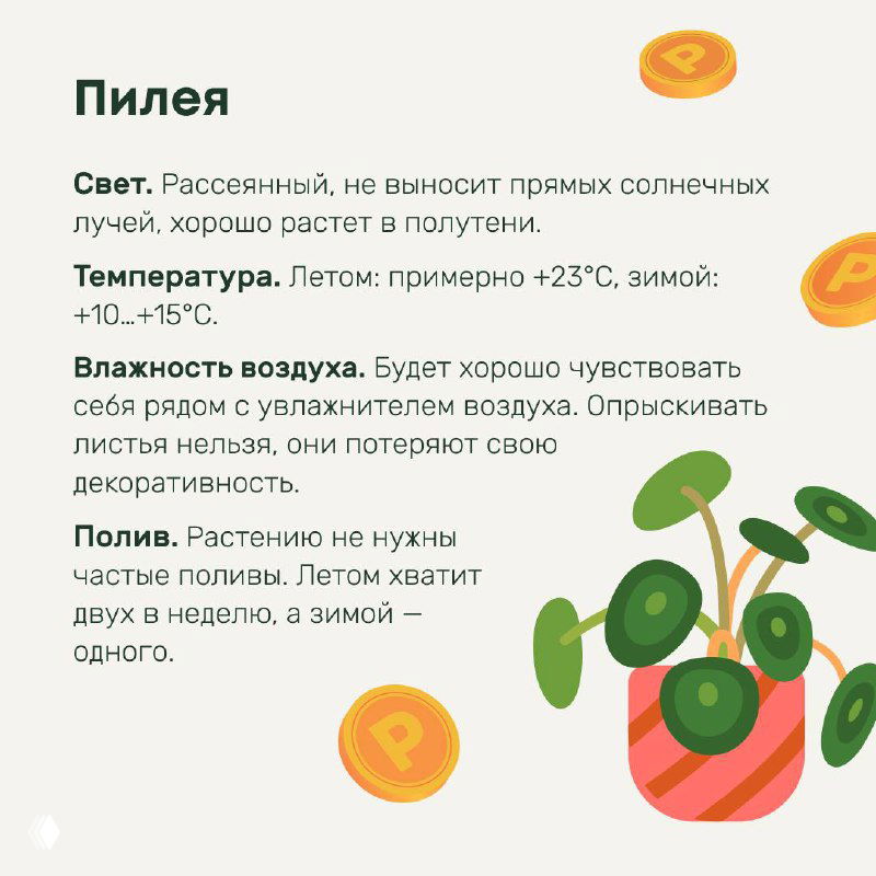 Карточка с пилеей и декоративной иллюстрацией круглых листьев; основные рекомендации по свету, температуре и поливу для декоративного эффекта.