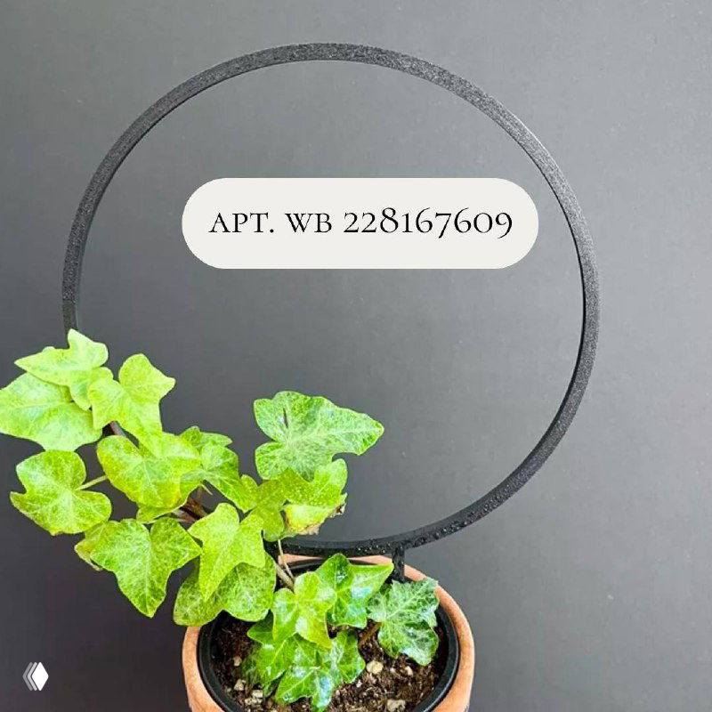 Круглая опора для комнатного растения в горшке на фоне тёмной поверхности, демонстрация аксессуаров для поддержки стеблей и ветвей.