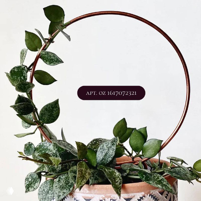Кольцеобразная опора из металла в горшке с пестрой листвой, эстетичный круглый каркас для аккуратного оформления растения.