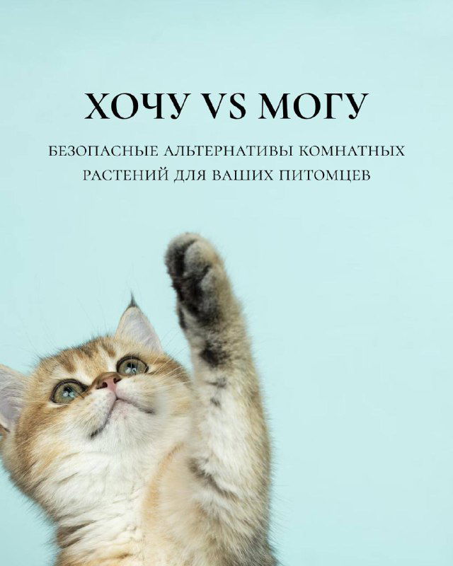 Цветы, которые не навредят вам и вашим питомцам