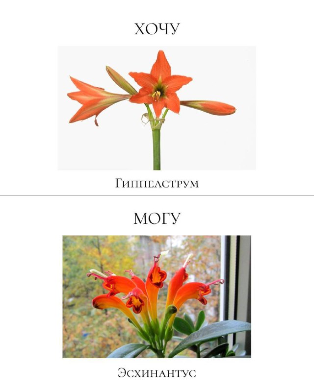 Пара изображений: вверху гиппеаструм с крупными цветами, внизу эусхинантус или похожая безопасная для домашних условий альтернатива на подоконнике.