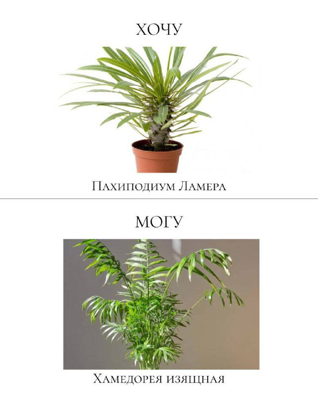 Сравнение: вверху пахиподиум ламера как декоративный вариант, внизу — хамедорея изящная как более безопасное для дома и питомцев растение.