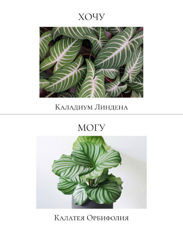 Изображения: вверху каладиум Линдена с декоративными листьями, внизу калатея орбифолия как спокойная безопасная альтернатива для дома с животными.