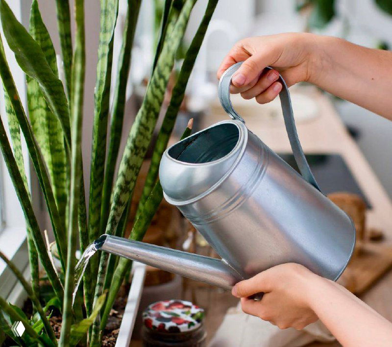 Какую воду выбрать для полива комнатных растений