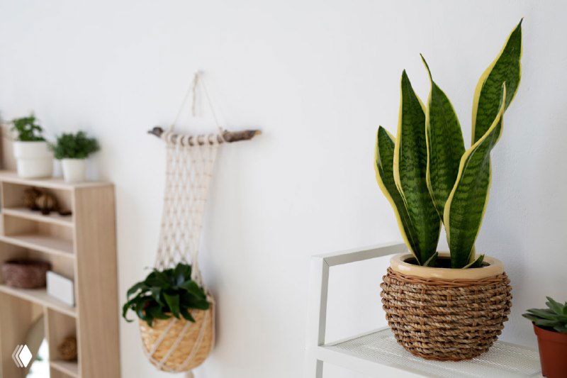 Как правильно ухаживать за сансевиерией — 4 совета