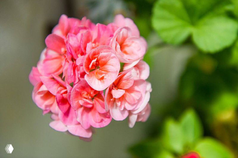 Комнатные растения, не боящиеся сквозняков и сухого воздуха