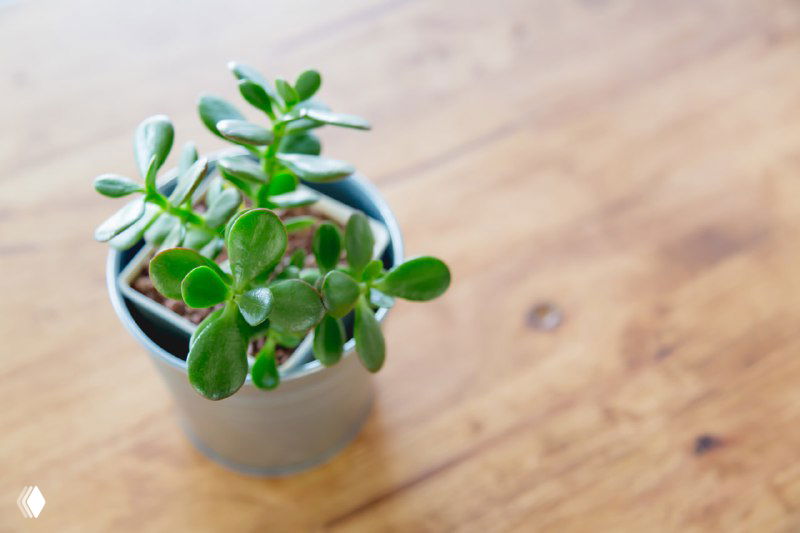 Толстянка (крассула) в крошечном горшке на деревянной поверхности, крупный план мясистых листьев и текстуры столешницы в интерьере.
