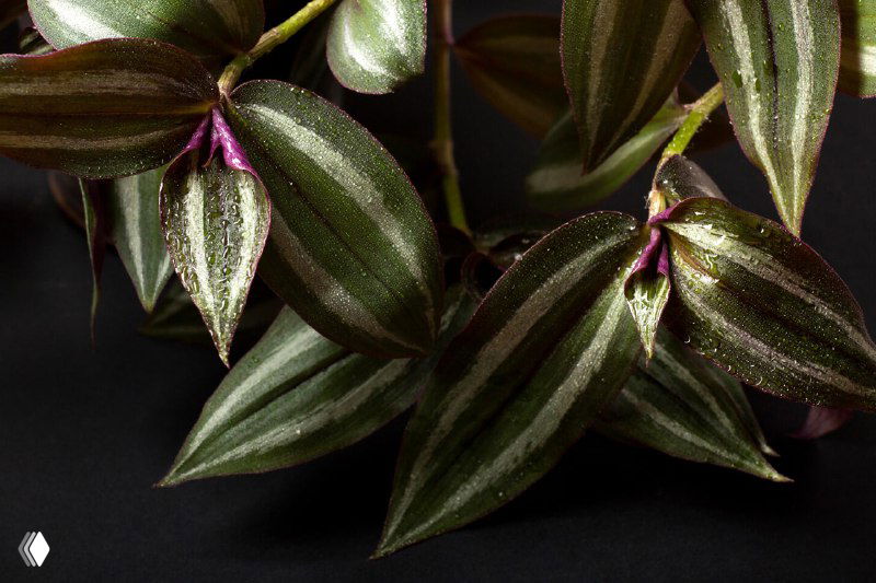 Уход за традесканцией полосатой: можно ли держать дома