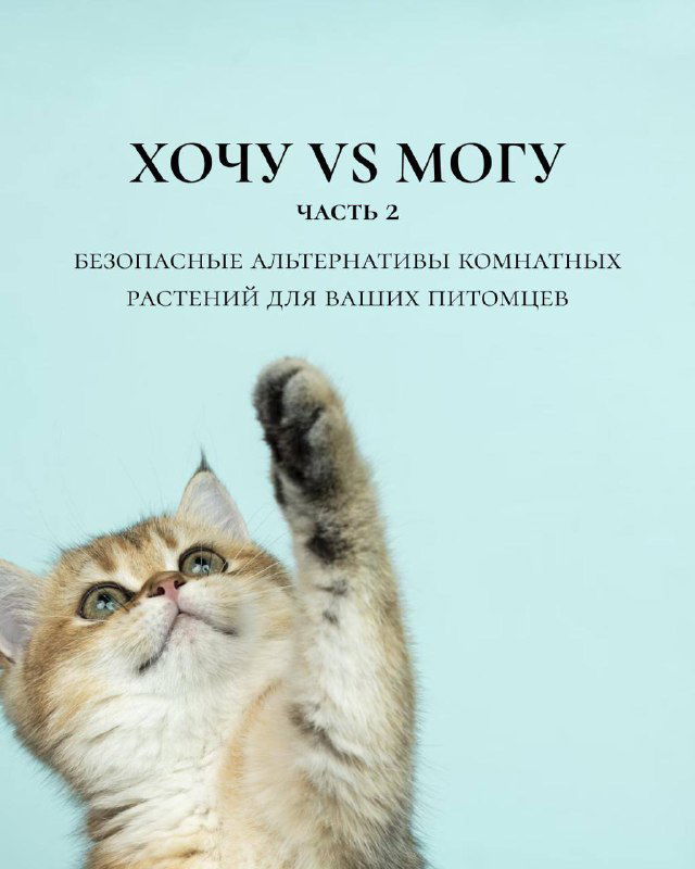 Цветы, которые не навредят вам и вашим питомцам