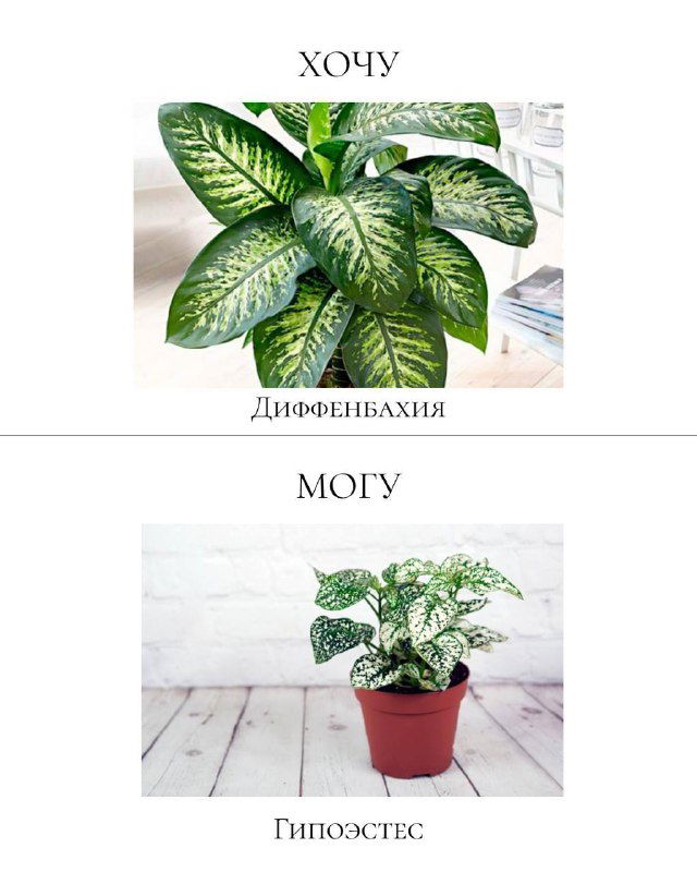 Карточка сравнения: сверху диффенбахия с пятнистой листвой (традиционный выбор), снизу гипоэстес как более безопасная альтернатива для дома с животными