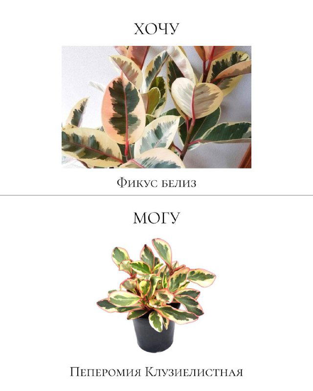 Карточка сравнения: сверху фикус беля с вариегатной листвой, снизу пестрая пеперомия Клузиелистная как безопасная альтернатива для квартир с питомцами