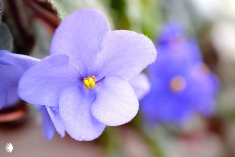 Как ухаживать за фиалками. Пять основных правил