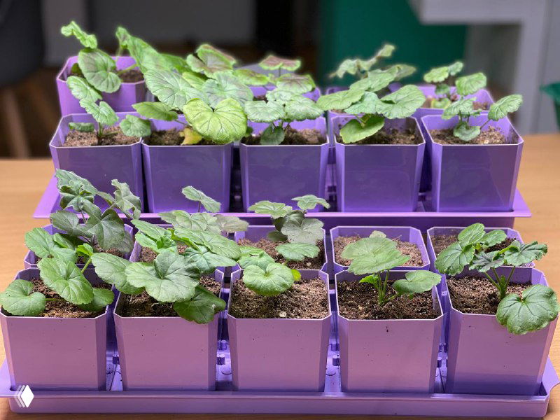 Почему рассада пеларгонии не цветет